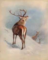 Red Deer